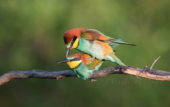 Про любовь / Кадр 2 , ему предшествовал кадр 1.
Брачный период у щурок золотистых . Встало солнце , свет , момент , объекты .