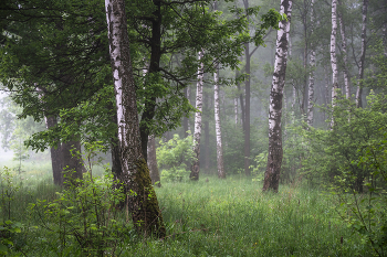 &nbsp; / лес в мае