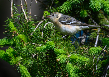 Bay-breasted Warbler (Breeding Female) / Bay-breasted Warbler (Breeding Female)