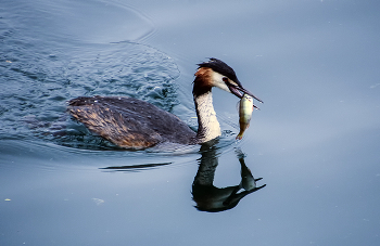 Рыбалка удалась / ***