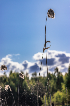 Утро... / Беларусь.
Могилевская область.