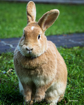 Вася / просит вкусняшку