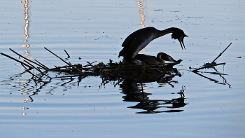 Чомга на гнезде / Финский залив, Вуосаари