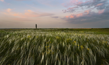 Вдали от Ростова / Ковыльная моя донская степь,
Колышешься от дуновенья ветра,
На сотни васильковых километров
Мне ширь и даль твои не рассмотреть.

От солнечной жары ли, от дождя
Я разноцветьем трав степных любуюсь,
И как ребенок трепетно волнуюсь,
В раздолье очищенье находя. (Нелен Любовь)