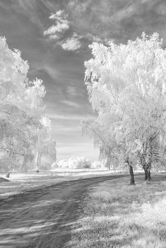 &nbsp; / Вот такие они повороты в ИК свете