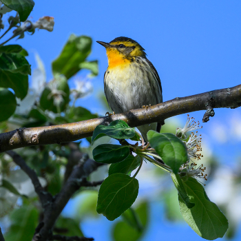 Blackburnian Warbler / Blackburnian Warbler