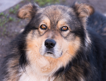 Внимательный взгляд. / 27-04-2023.