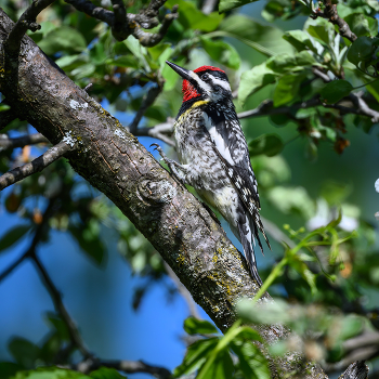 Yellow-bellied sapsucker (m) / Yellow-bellied sapsucker (m)