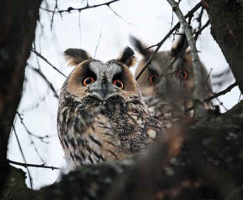 Ушастые совы / ***
