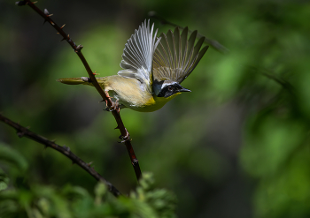 Common yellowthroat (m) / Common yellowthroat (m)