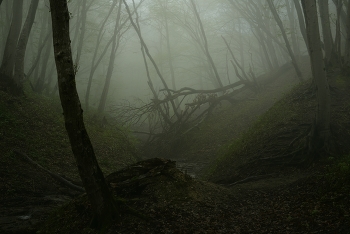 Туманный рассвет / Весенний лес