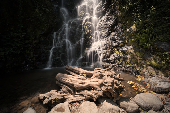 Mirveti Waterfall In Sunny Day / Старая коряга у водопада грелась в лучах весеннего солнца