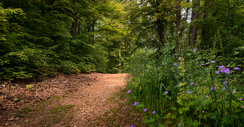 Тёплый день в лесу / Наконец-то тепло, чувствуется приближение лета