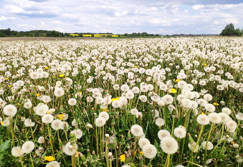 Хрупкий мир в воздушном царстве / ***