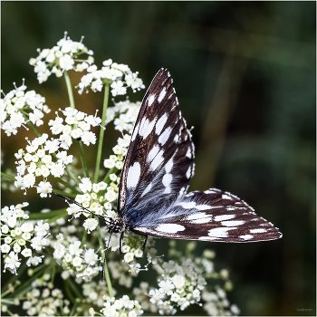 &nbsp; / Пестроглазка галатея (Melanargia galathea Linnaeus, 1767)