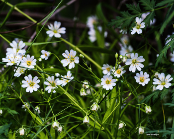 Ясколка трёхстолбиковая / Полянка с цветами