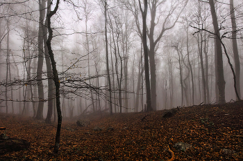 Чатыр-Дагские туманности / Крым. Чатыр-Даг. Май