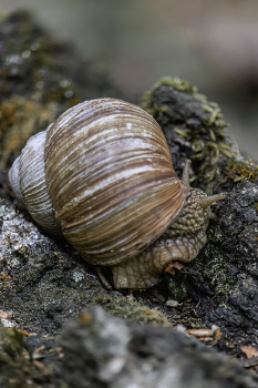 Гэри... / Беларусь.
Могилевская область.