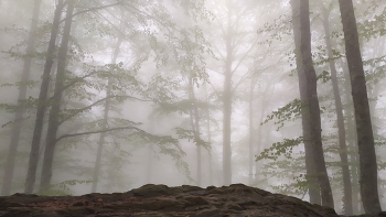 Там чудеса, там леший бродит... / В горах Кавказа.