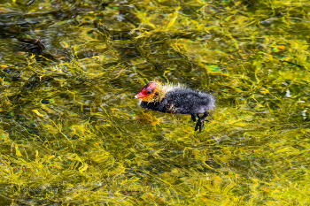 Птенец лысухи. / 2018 год.