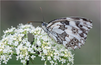 &nbsp; / Пестроглазка галатея (Melanargia galathea). Испод