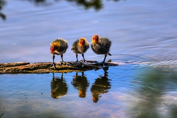 &nbsp; / junge Blesshühner