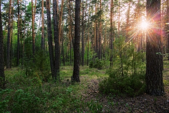  / лесопарк Лебяжье,пригород Казани