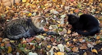 *кошки с мышкой* / ----