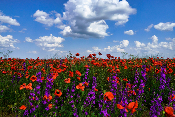 Крымское поле / Северный Крым