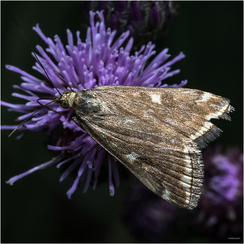 &nbsp; / Луговой мотылек (Loxostege sticticalis)