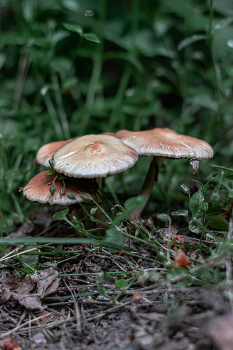 Грибочки... / Беларусь.
Могилевская область.