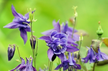 &nbsp; / лето, цветы