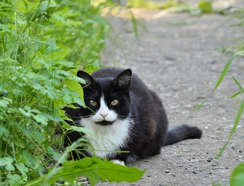 Кот партизан / лето, кот