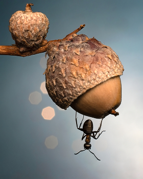 Вверх тормашками. / Макросъемка