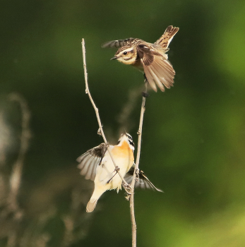 Чеканы / Чеканы