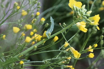 В тумане / Утро,прохладно после ночи