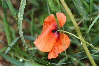 Дождь / Мак под дождём