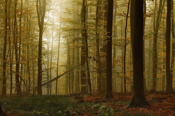 Краски ноября / Туманным утром в осеннем лесу.