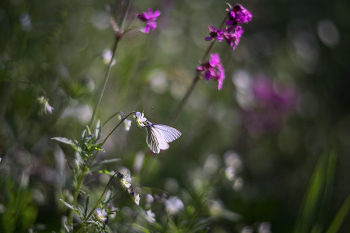 &nbsp; / бабочка, гелиос 40-2С 85mm f/1.5