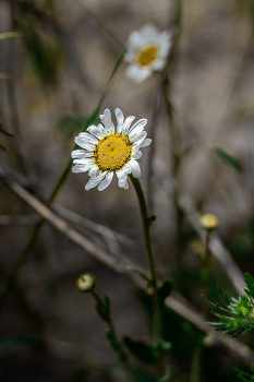 Раз ромашка, два ромашка... / Беларусь.
Могилевская область.