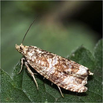 &nbsp; / Листовёртка (Celypha rurestrana)