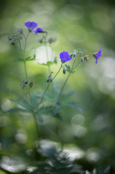 / гелиос 40-2С 85mm f/1.5