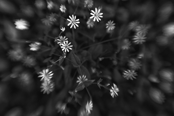 Жизнь вокруг / Описание