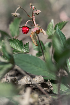 Земляника... / Беларусь.
Могилевская область.