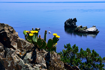 На мысе Плака / Крым. Мыс Плака. Опунция на фоне скал Куш-Кая