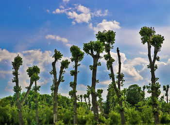 Обрубки цивилизации / в музее-заповеднике Коломенское