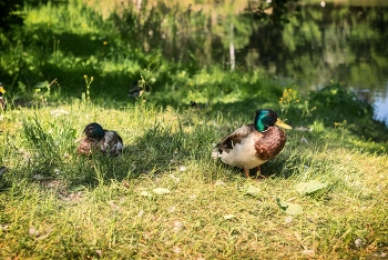 Семейная ссора / Гатчина. Июнь 2023.