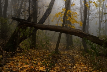 Осеннее утро / В туманном лесу