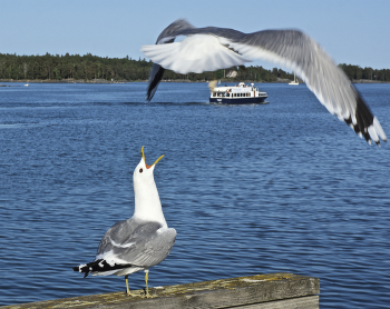 Kpи-э! / — Kpи-э! — звучит по ветру. (Иван Бунин — Велга)

Финский залив. Хельсинки, Вуосаари (Vuosaari)
