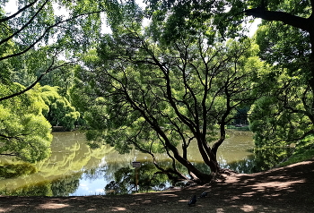 Солдатенковский пруд / Пруд усадьбы Солдатенковых в Москве.